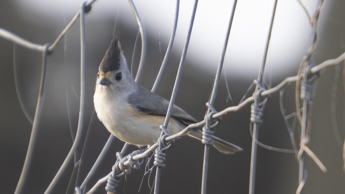 Black-crested Titmouse - ML647430229