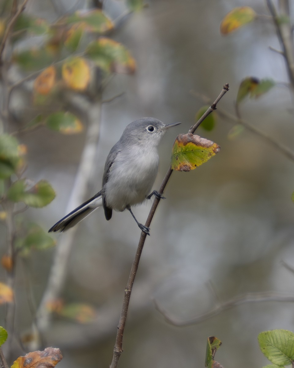 Blue-gray Gnatcatcher - ML647430234