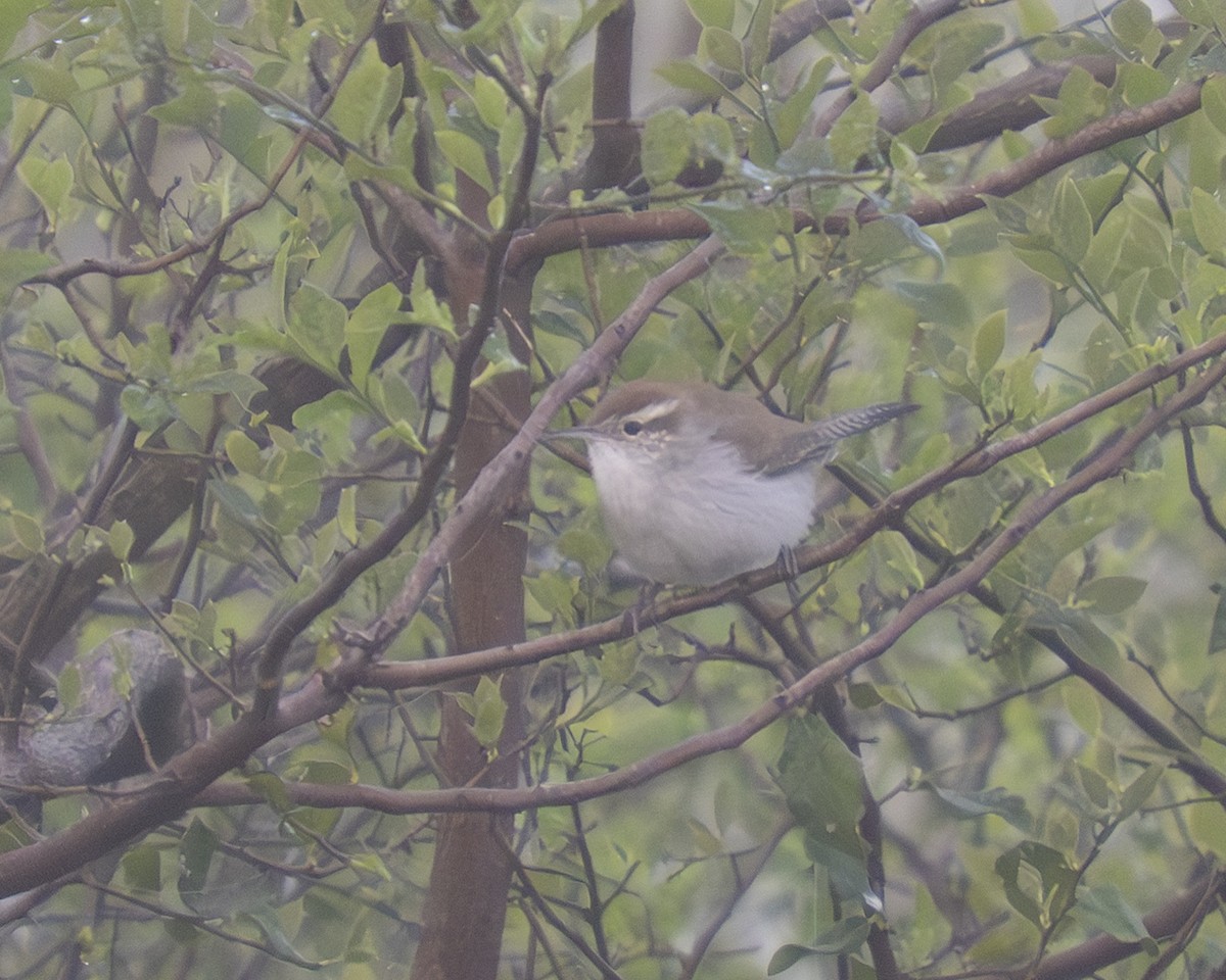 Bewick's Wren - ML647430237