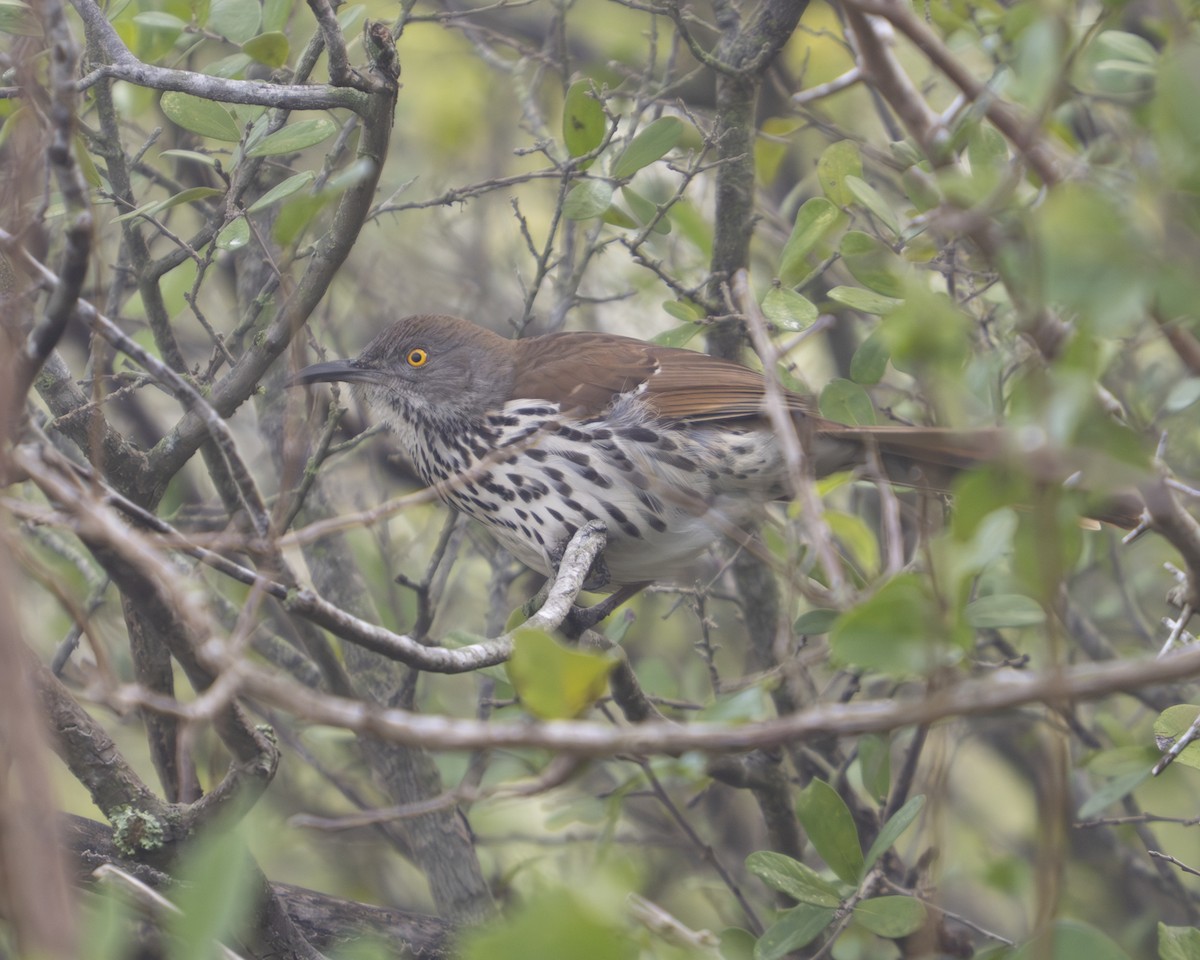 Long-billed Thrasher - ML647430240