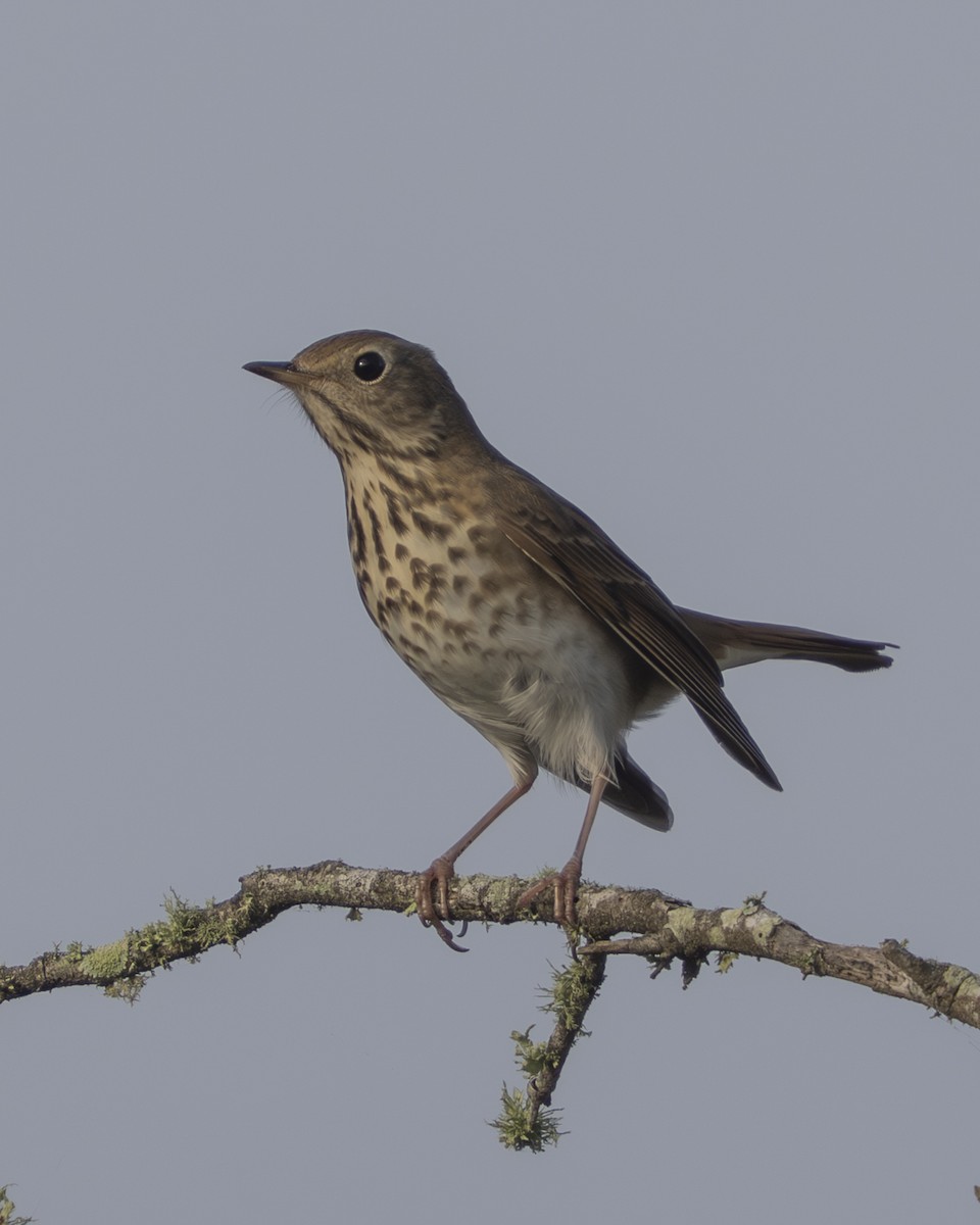 Hermit Thrush - ML647430253