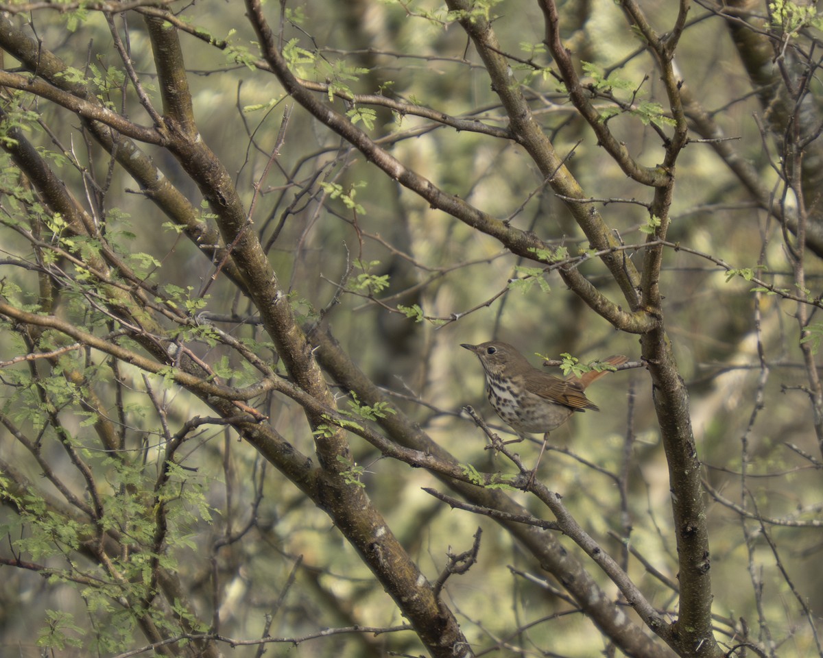 Hermit Thrush - ML647430254