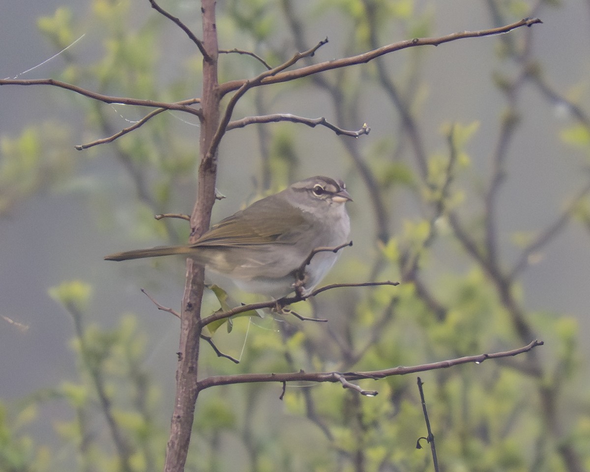 Olive Sparrow - ML647430257