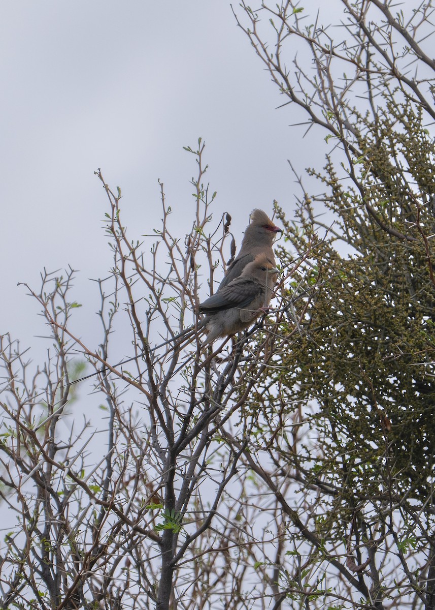 Red-faced Mousebird - ML647430259