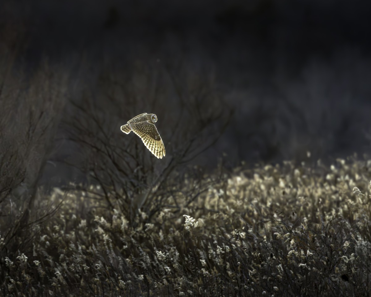 Short-eared Owl - ML647430267