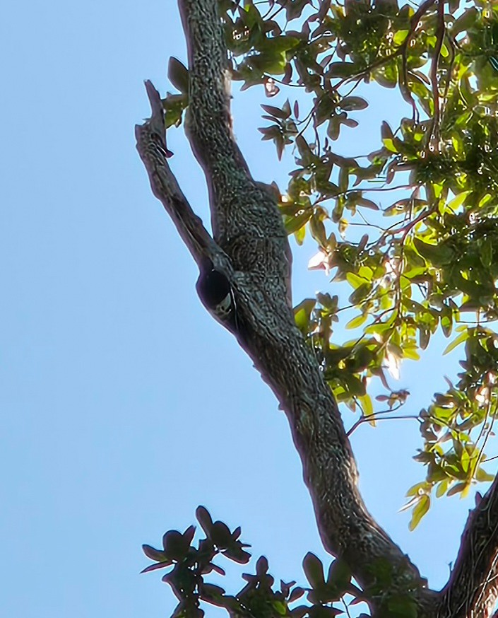 rødhodespett - ML647430270