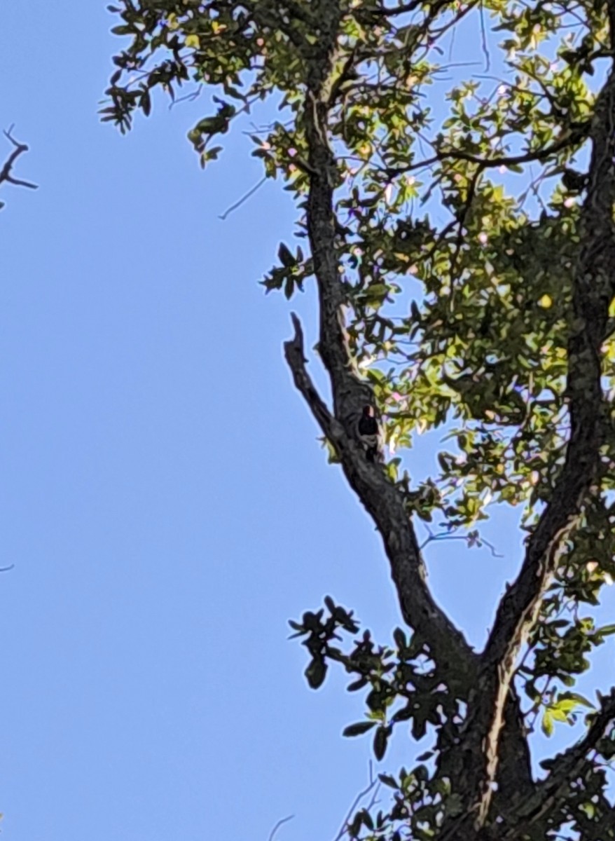 rødhodespett - ML647430271