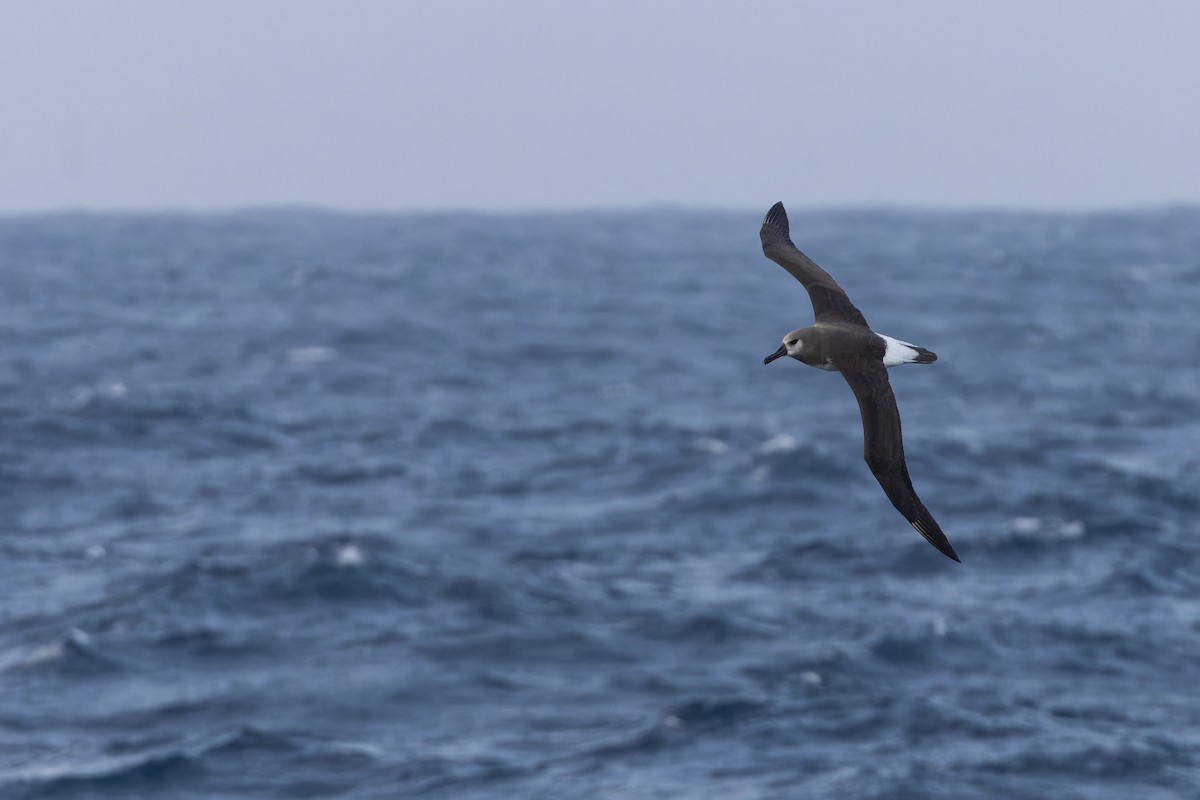 Boz Başlı Albatros - ML647430278