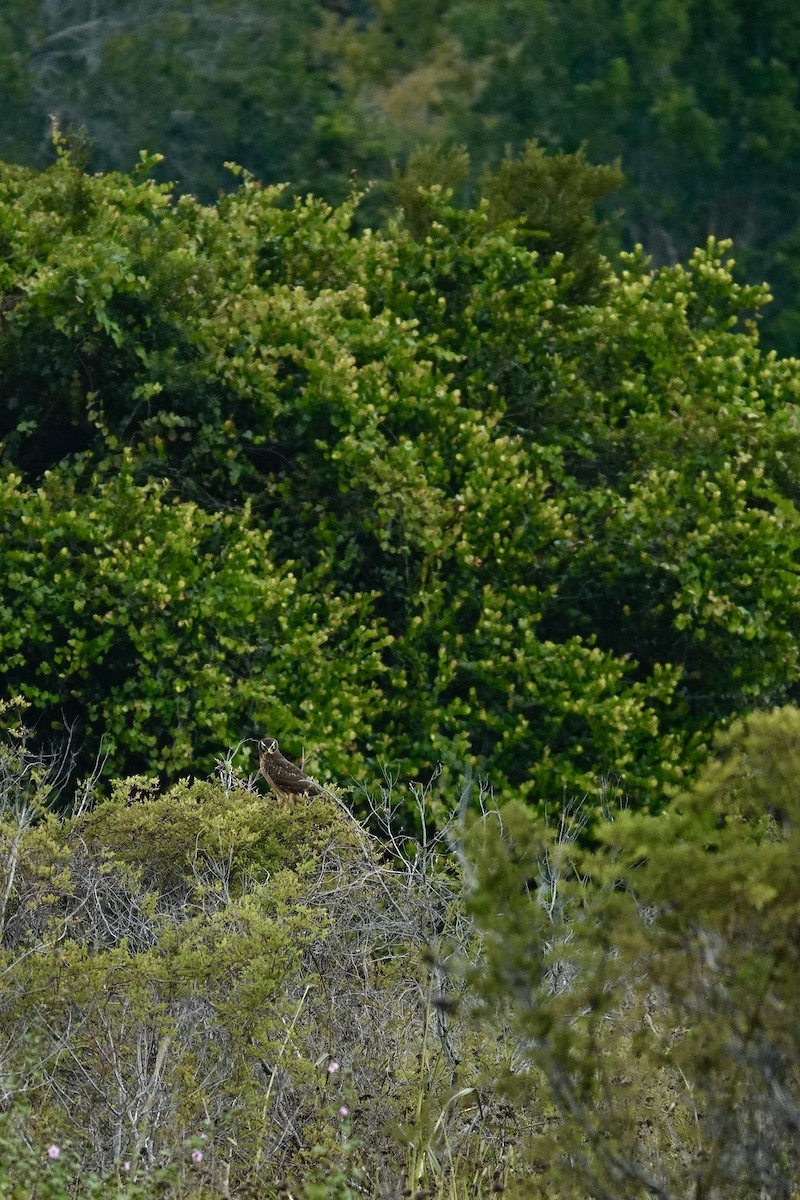 mørkmyrhauk - ML647430279