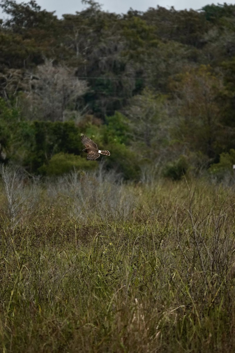 mørkmyrhauk - ML647430280