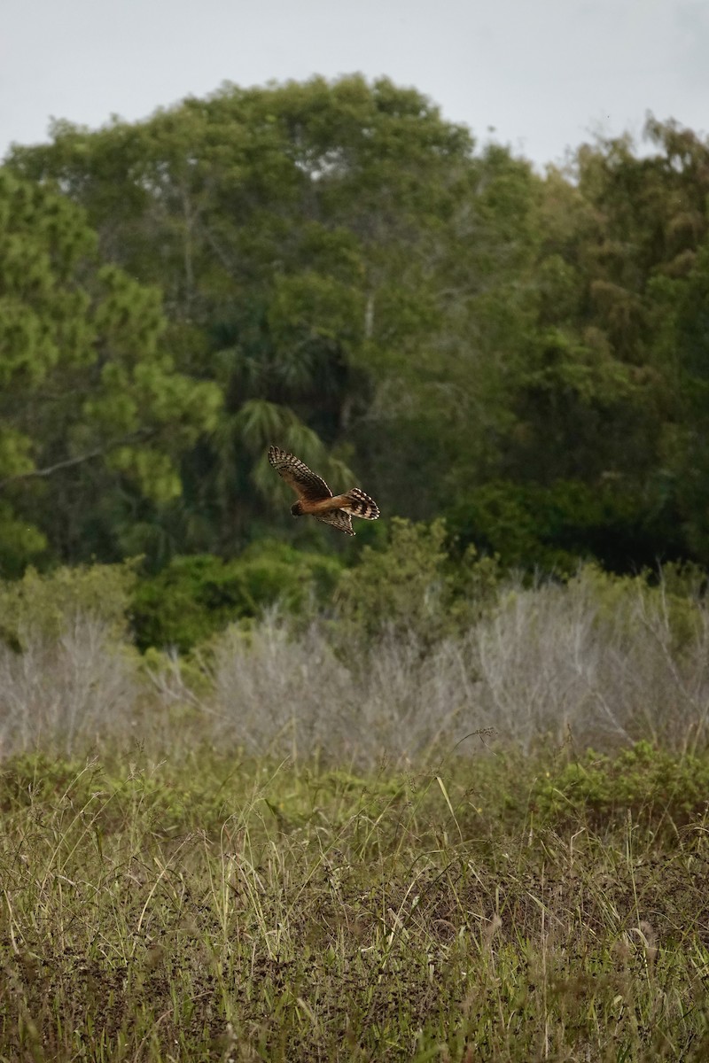 mørkmyrhauk - ML647430281