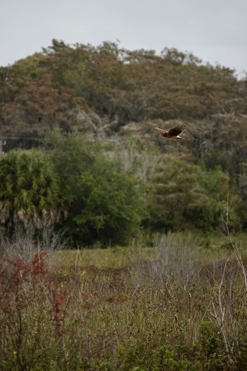 mørkmyrhauk - ML647430282