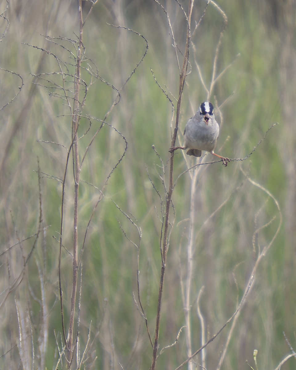 hvitkronespurv - ML647430286