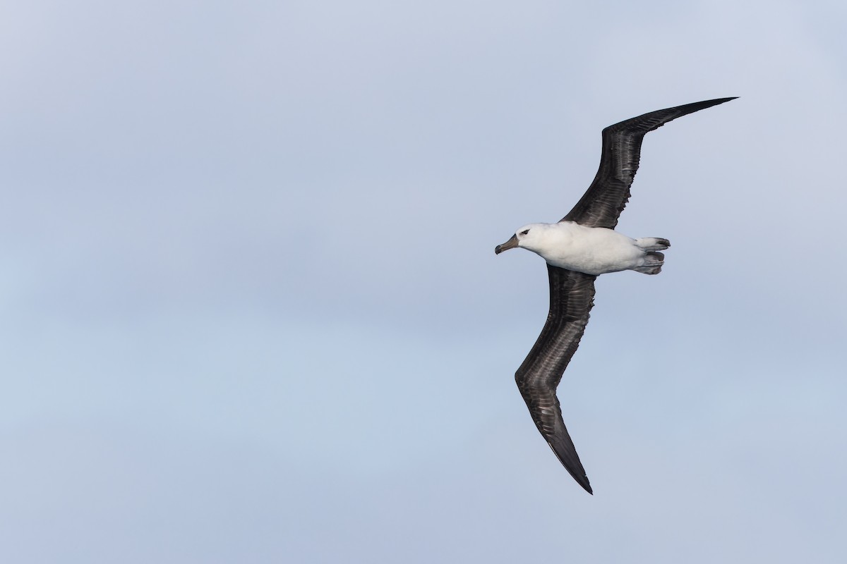 svartbrynalbatross (melanophris) - ML647430292