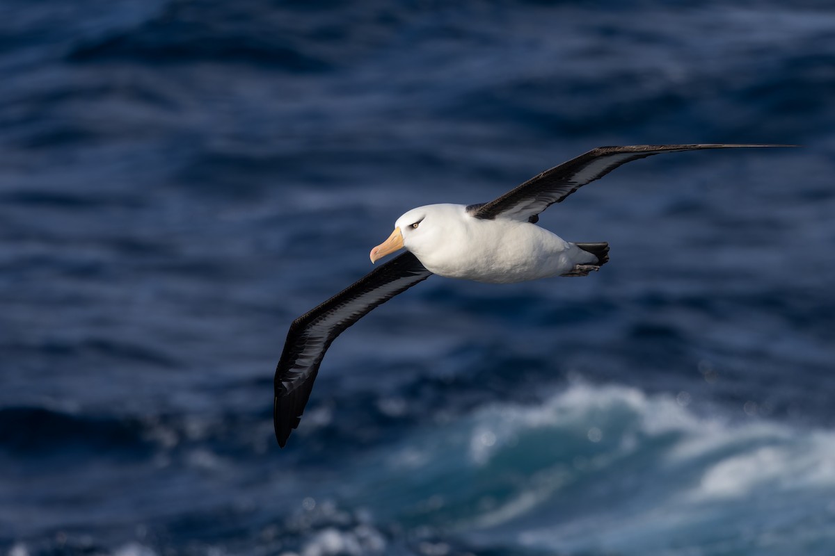 svartbrynalbatross (impavida) - ML647430297