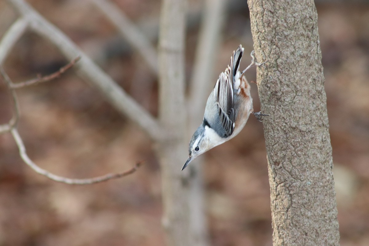 hvitbrystspettmeis - ML647430300