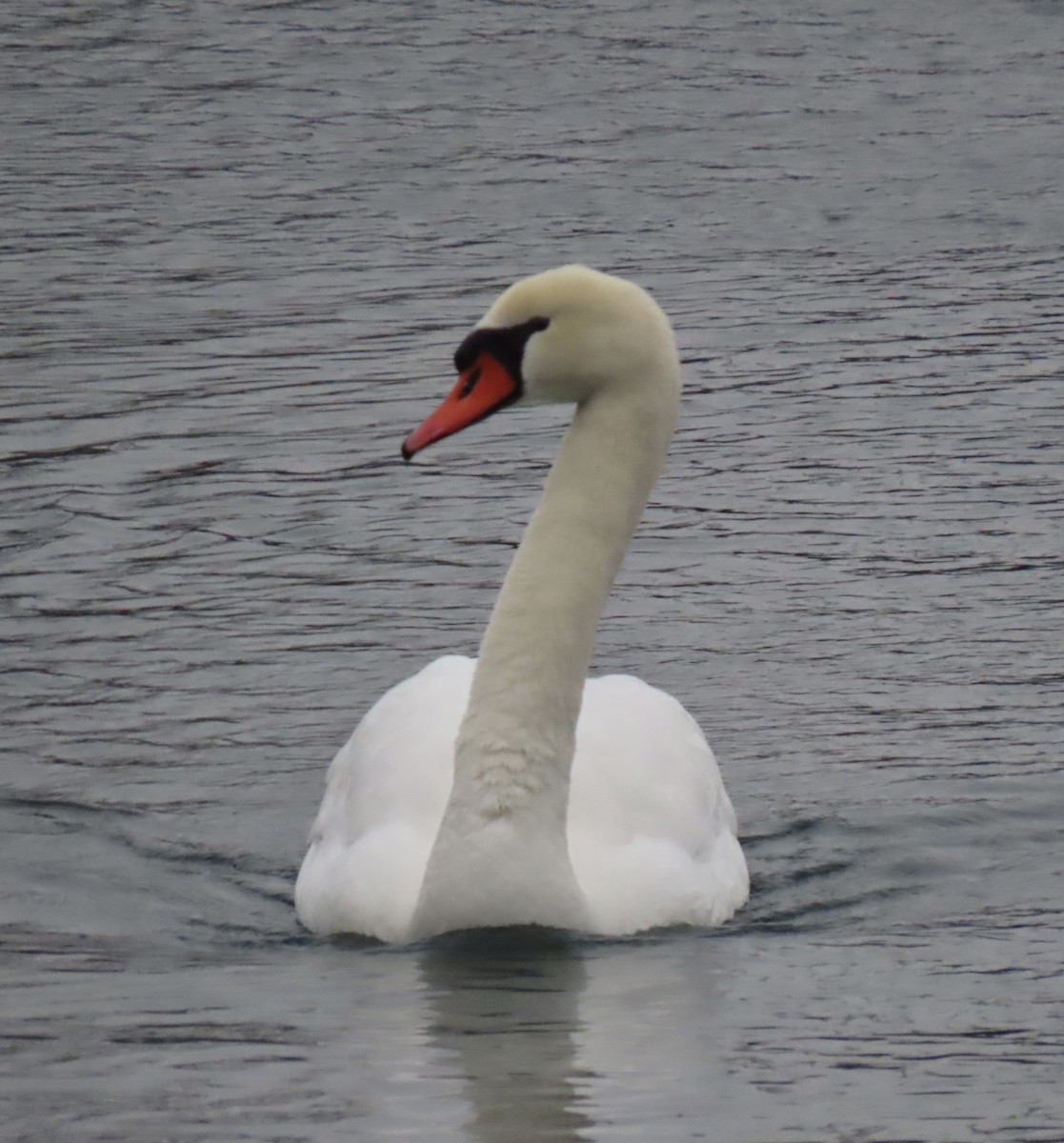 knoppsvane - ML647430301