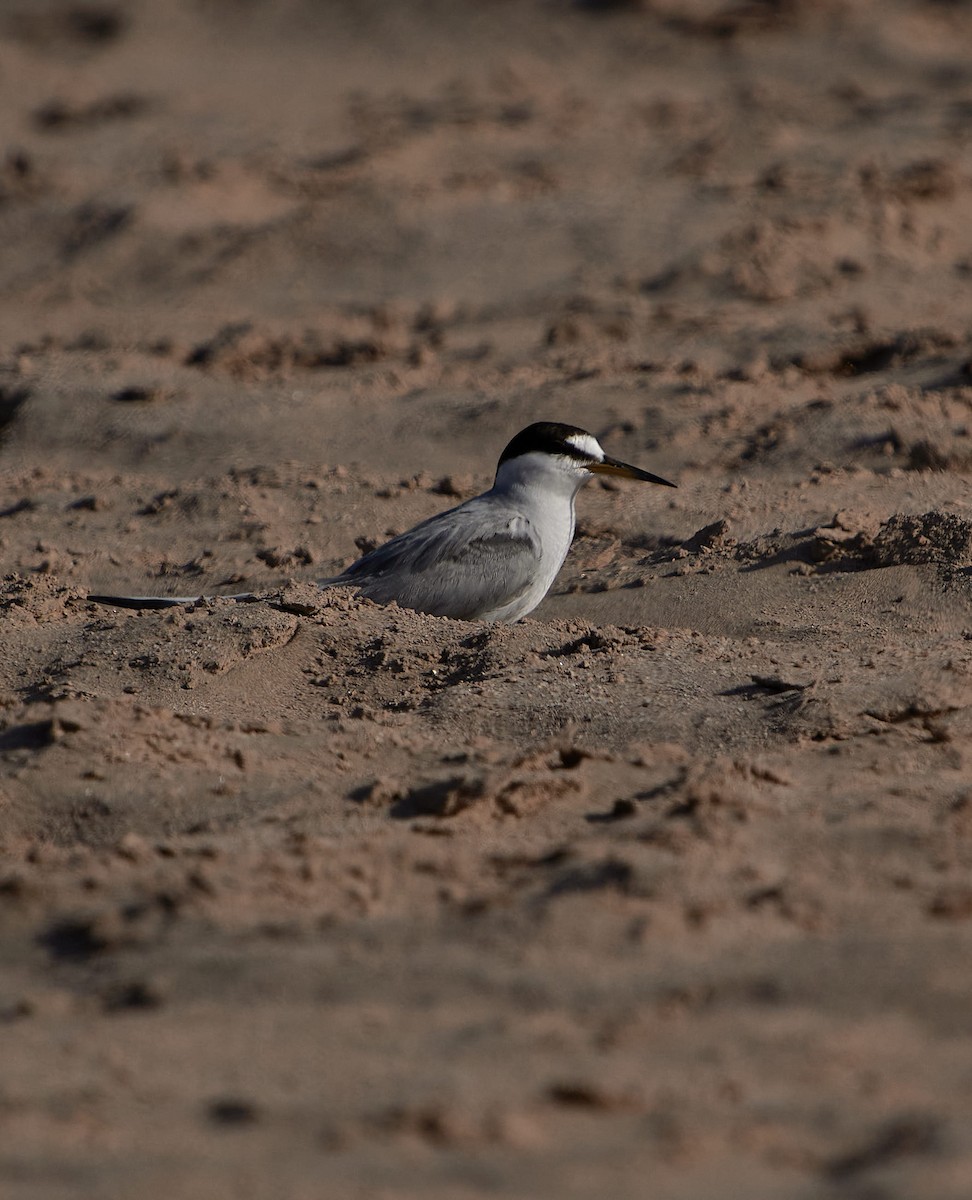 perudvergterne - ML647430303