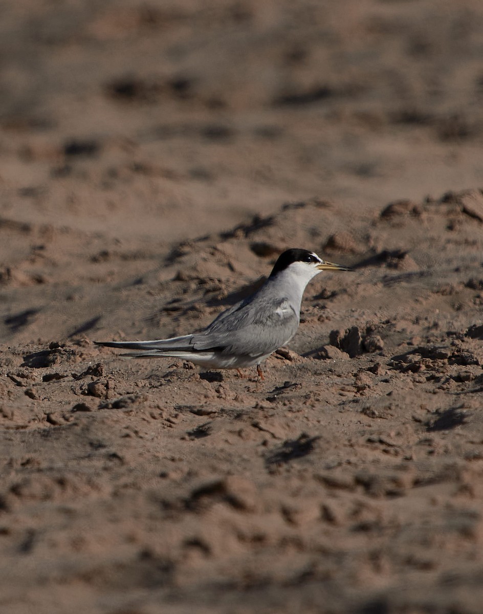 perudvergterne - ML647430304