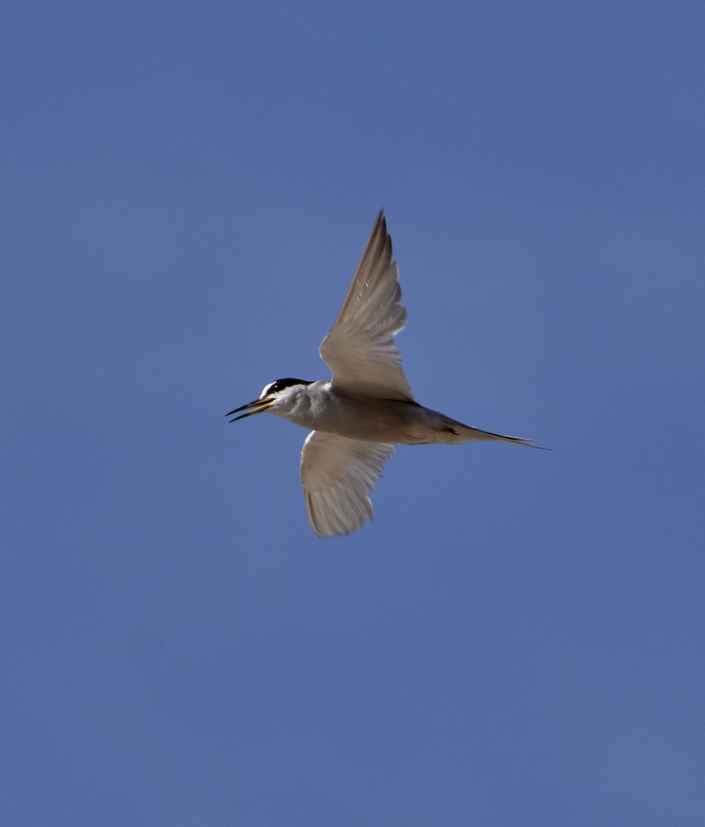 perudvergterne - ML647430305