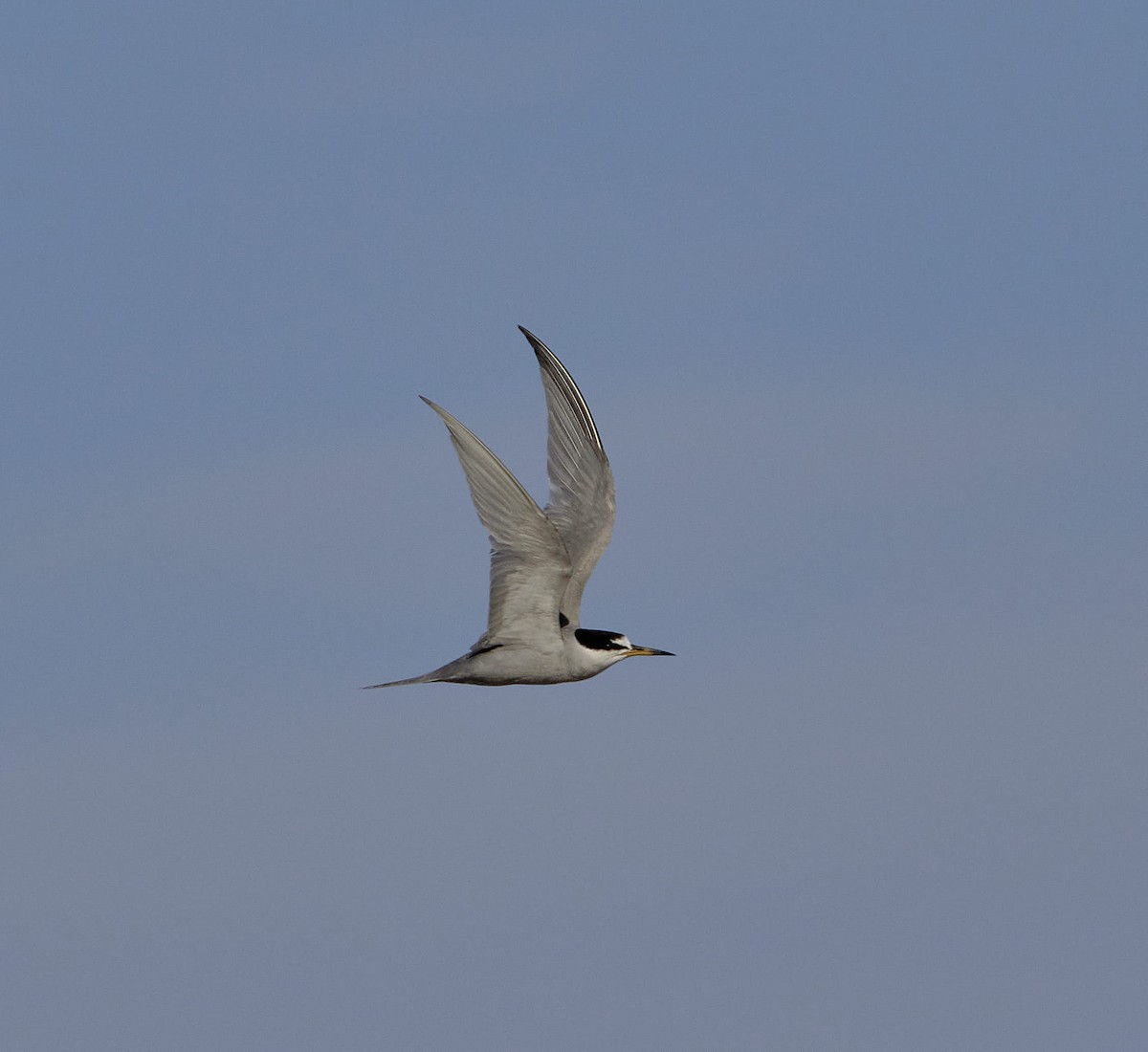 perudvergterne - ML647430307