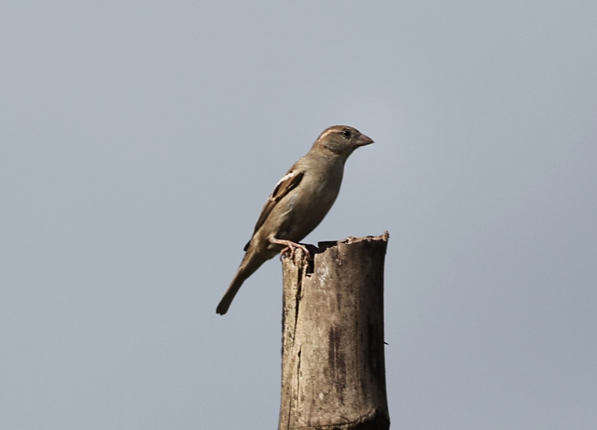 gråspurv - ML647430309