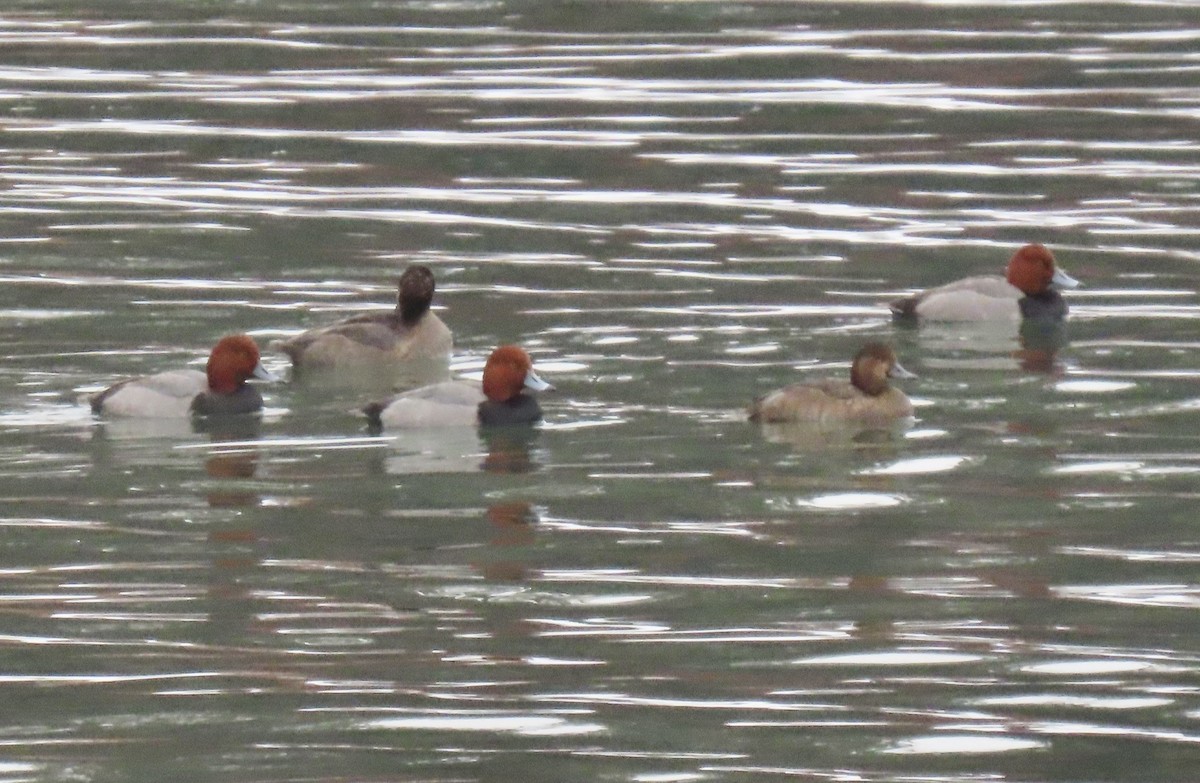 kobberhodeand - ML647430311