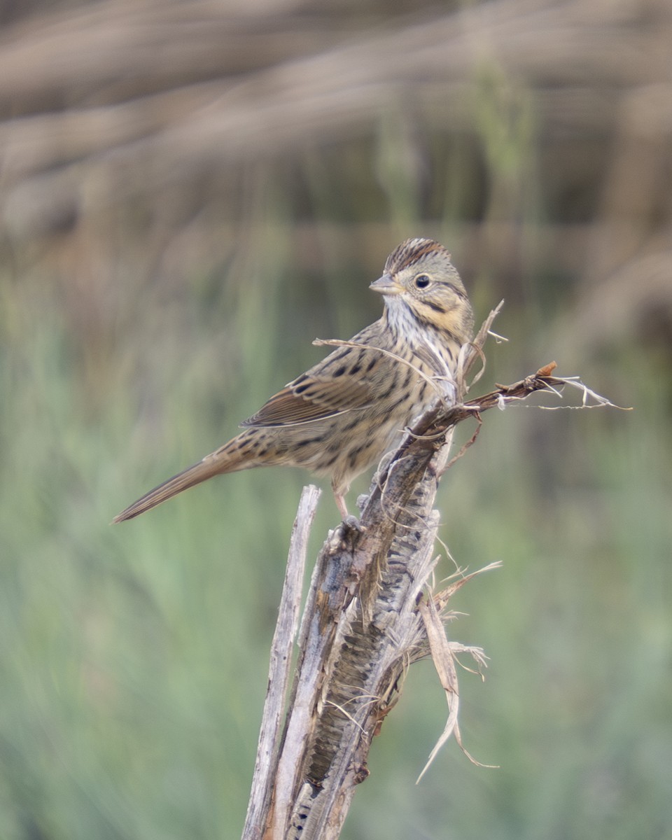 gråbrynspurv - ML647430312