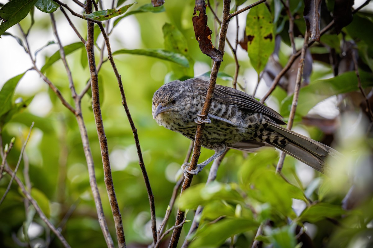 trostesmett - ML647430314