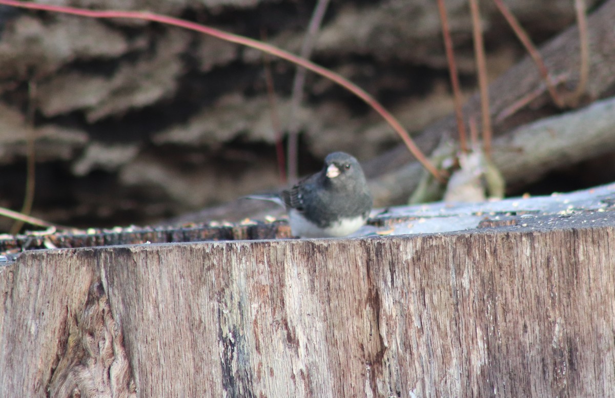 vinterjunko - ML647430315