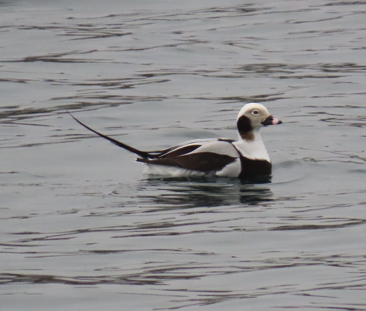 havelle - ML647430316