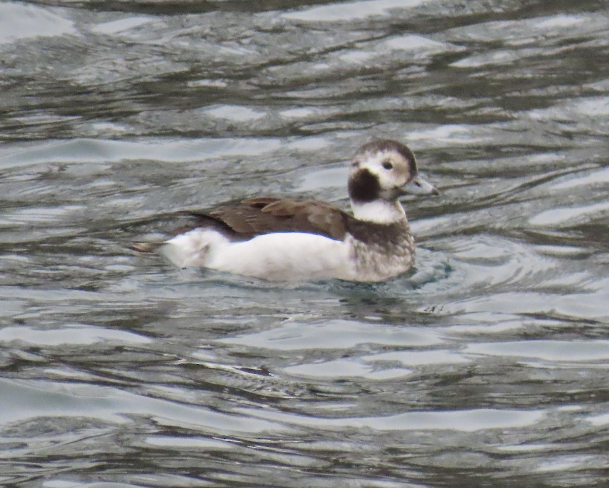 havelle - ML647430317