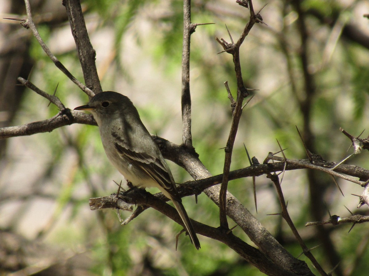 Empidonax sp. - ML647430318