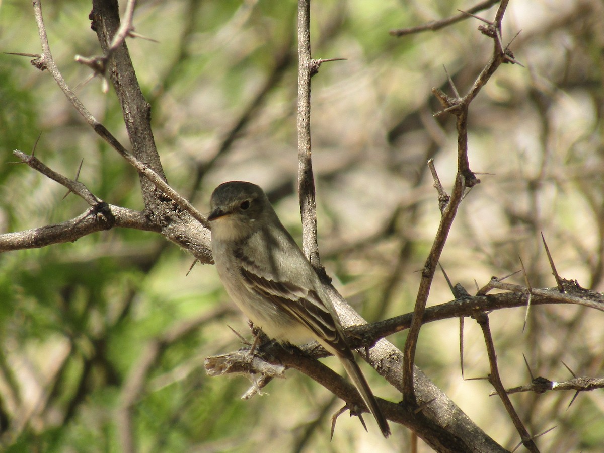 Empidonax sp. - ML647430319