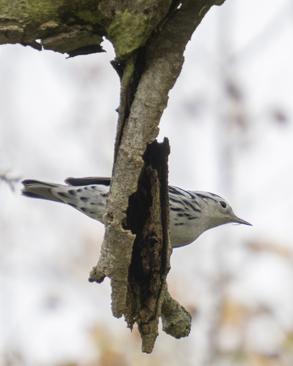 klatreparula - ML647430320