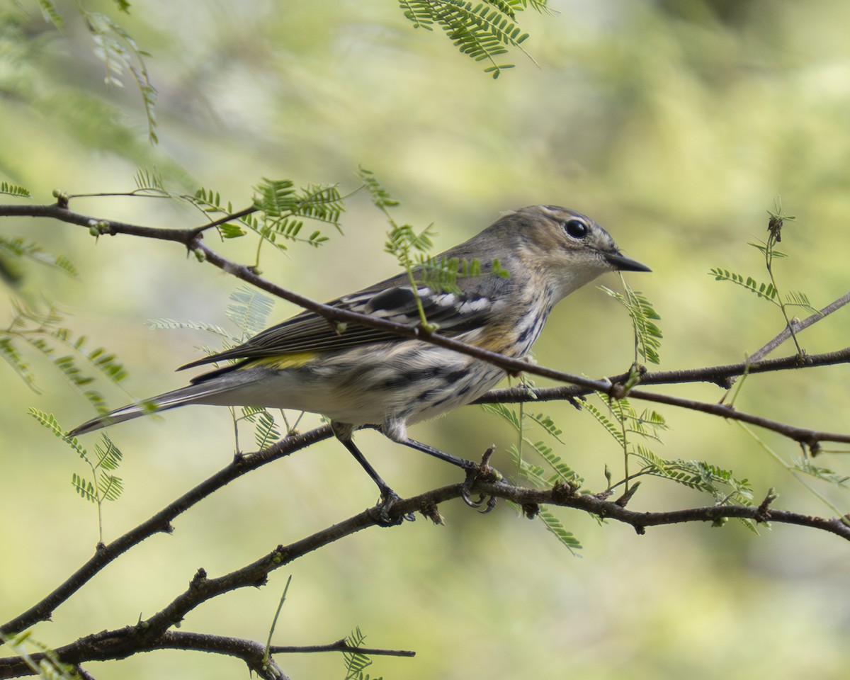 Yellow-rumped Warbler (Myrtle) - ML647430330