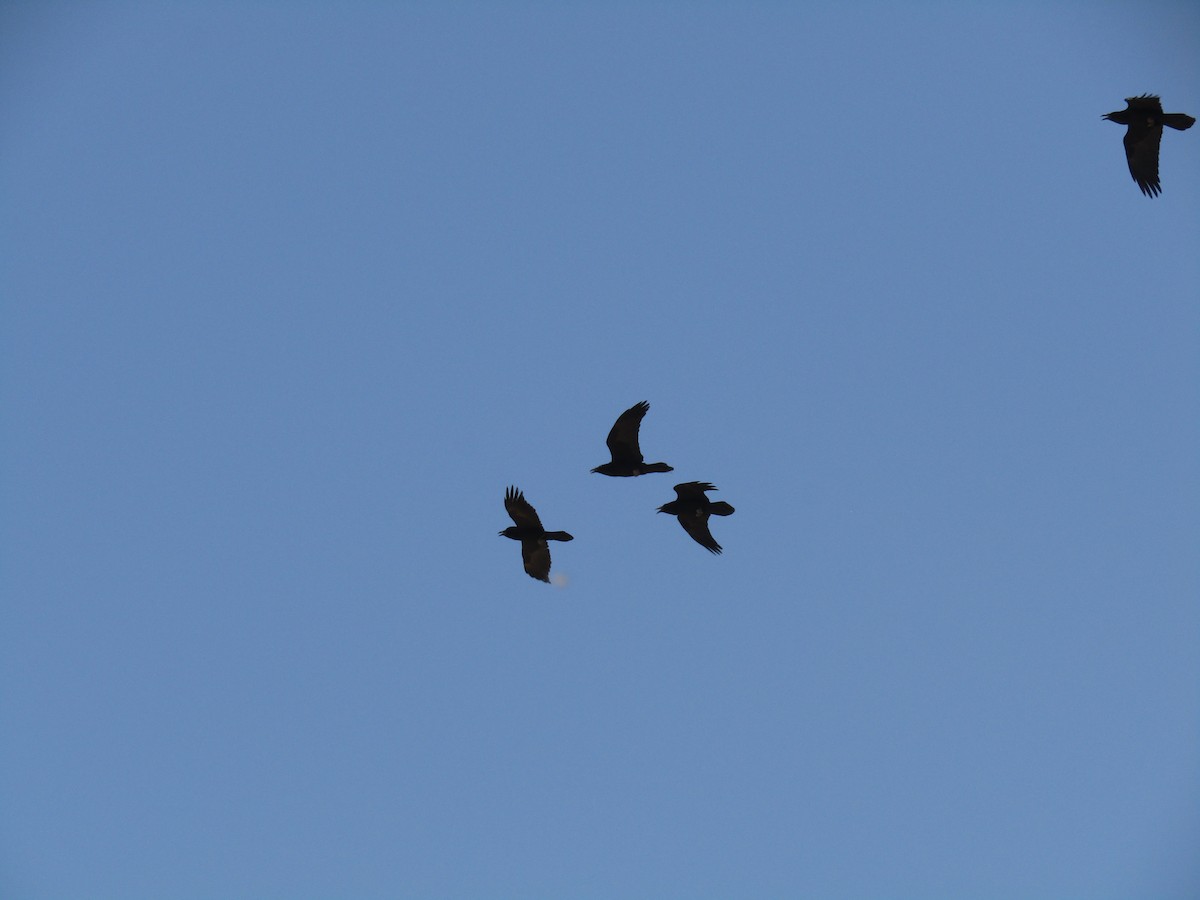 Chihuahuan Raven - ML647430331