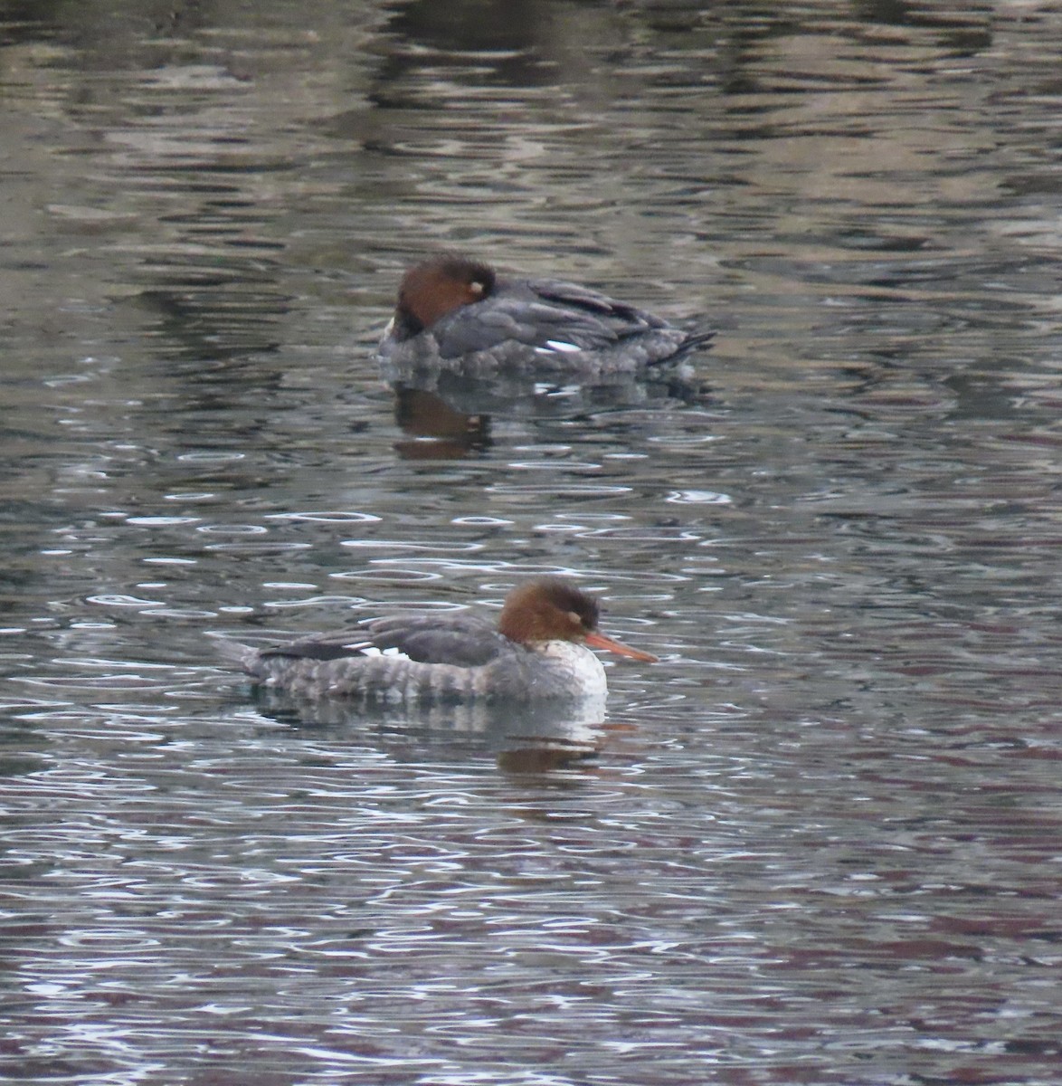 Serreta Mediana - ML647430334