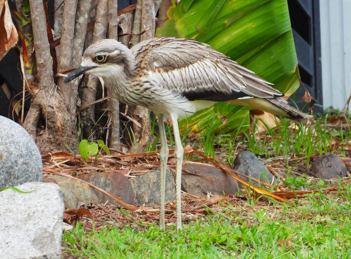 Bush Thick-knee - ML647430344