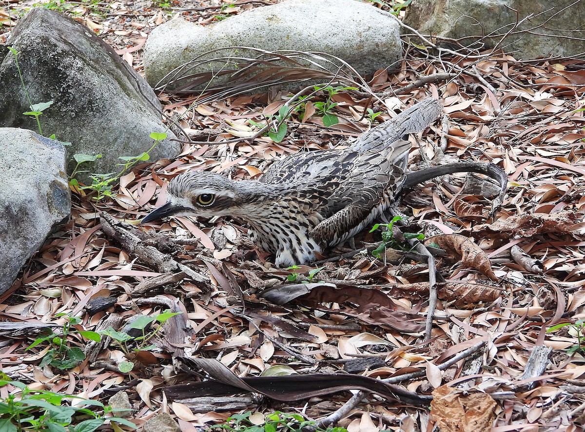 Bush Thick-knee - ML647430347