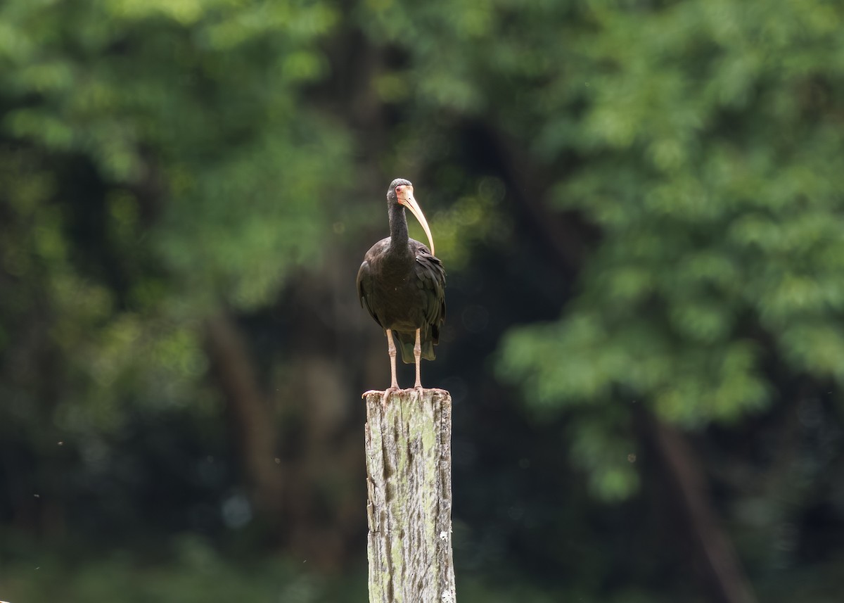 Bare-faced Ibis - ML647430349