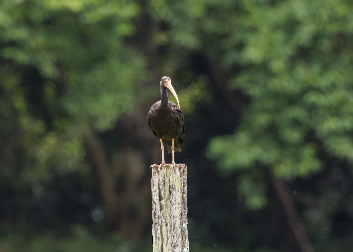 Bare-faced Ibis - ML647430350