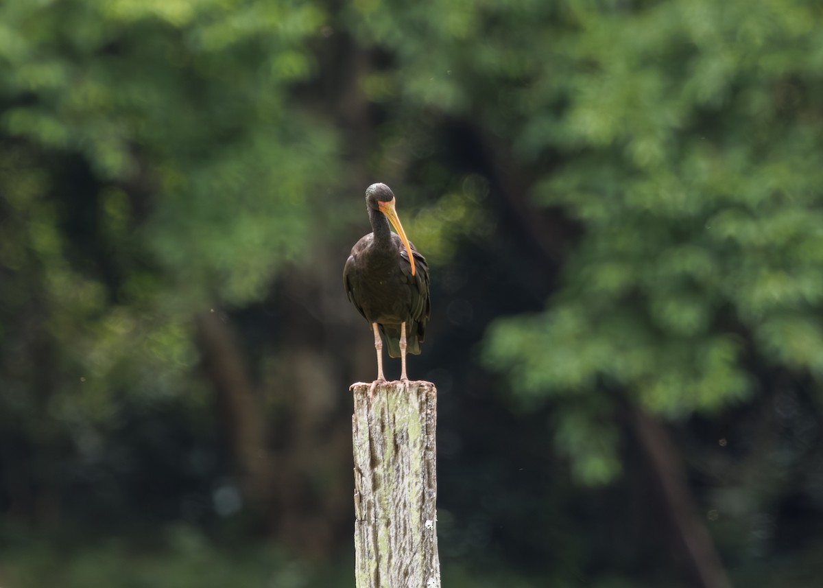 Bare-faced Ibis - ML647430351
