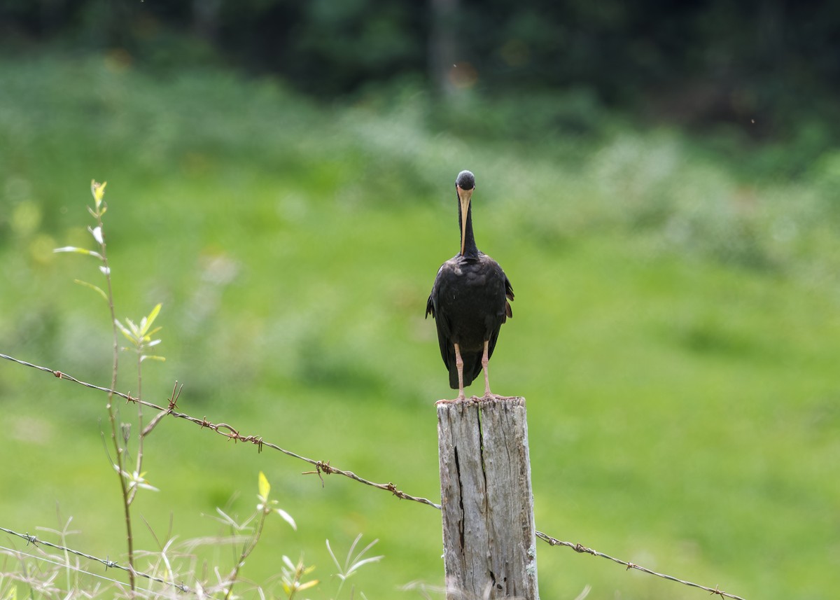 Bare-faced Ibis - ML647430352
