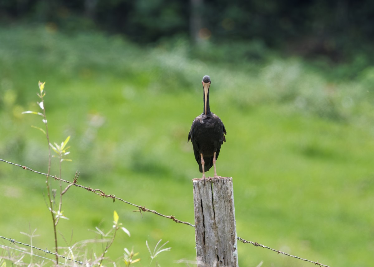 Bare-faced Ibis - ML647430353