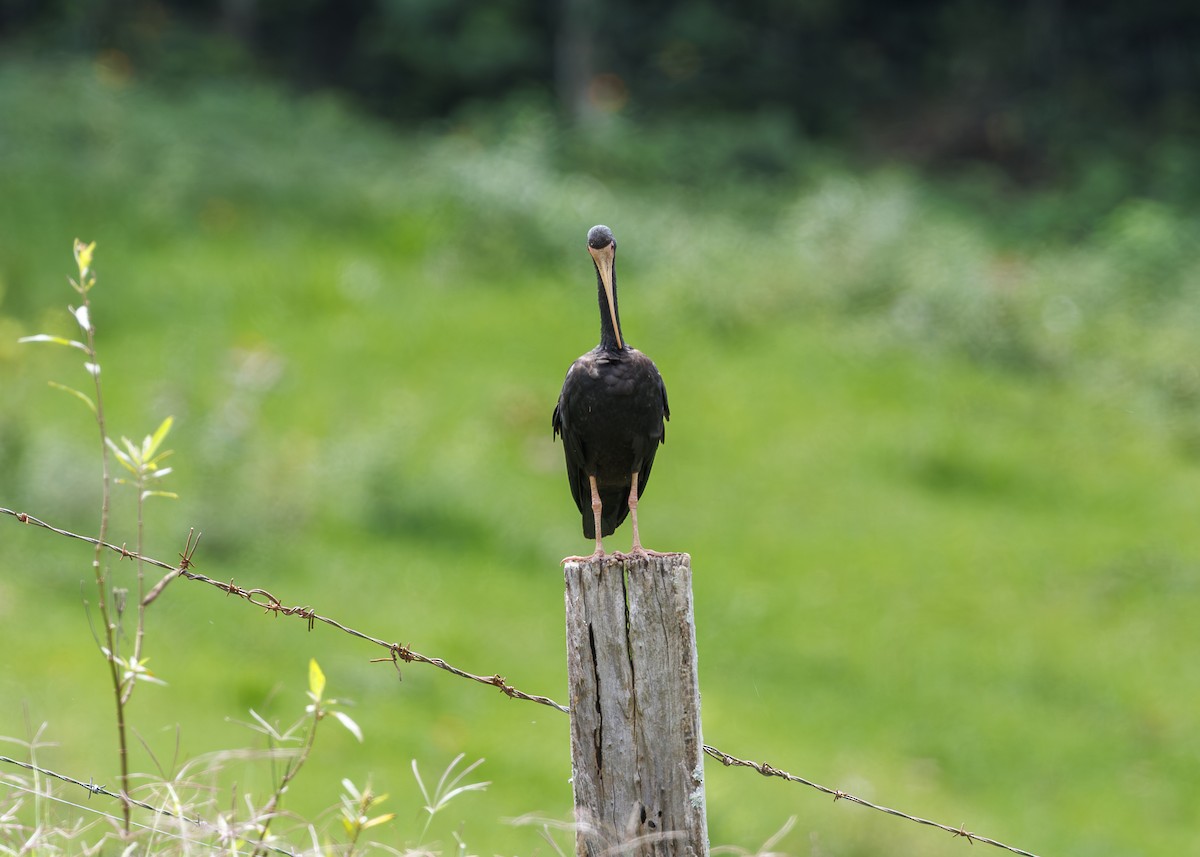 Bare-faced Ibis - ML647430354