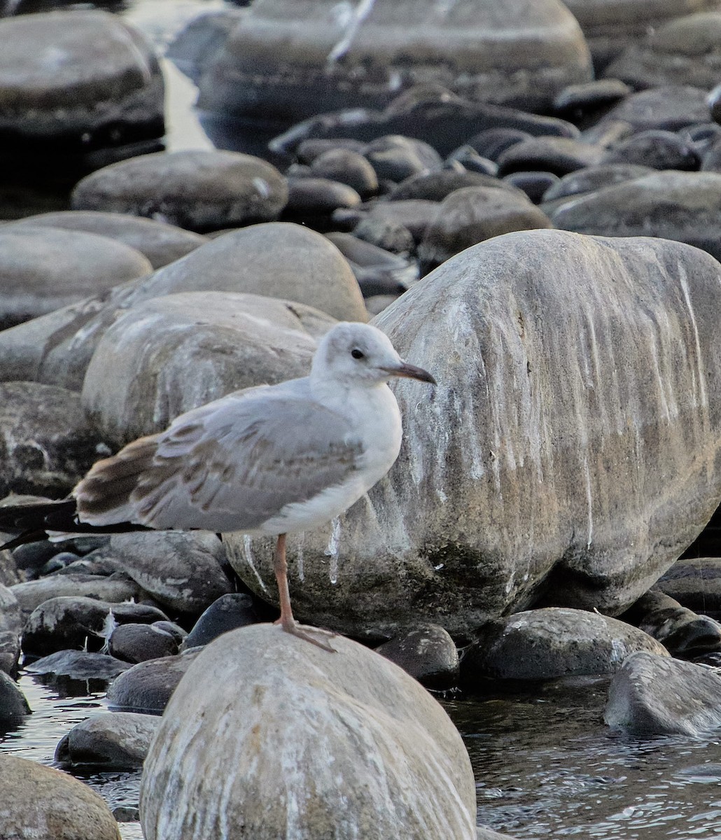Мартин сіроголовий - ML647430365