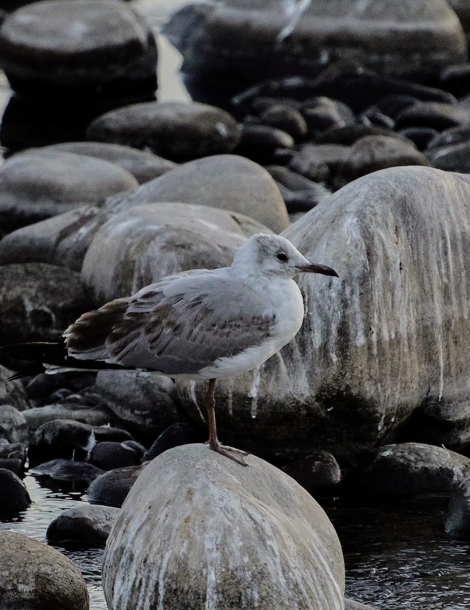 Мартин сіроголовий - ML647430366