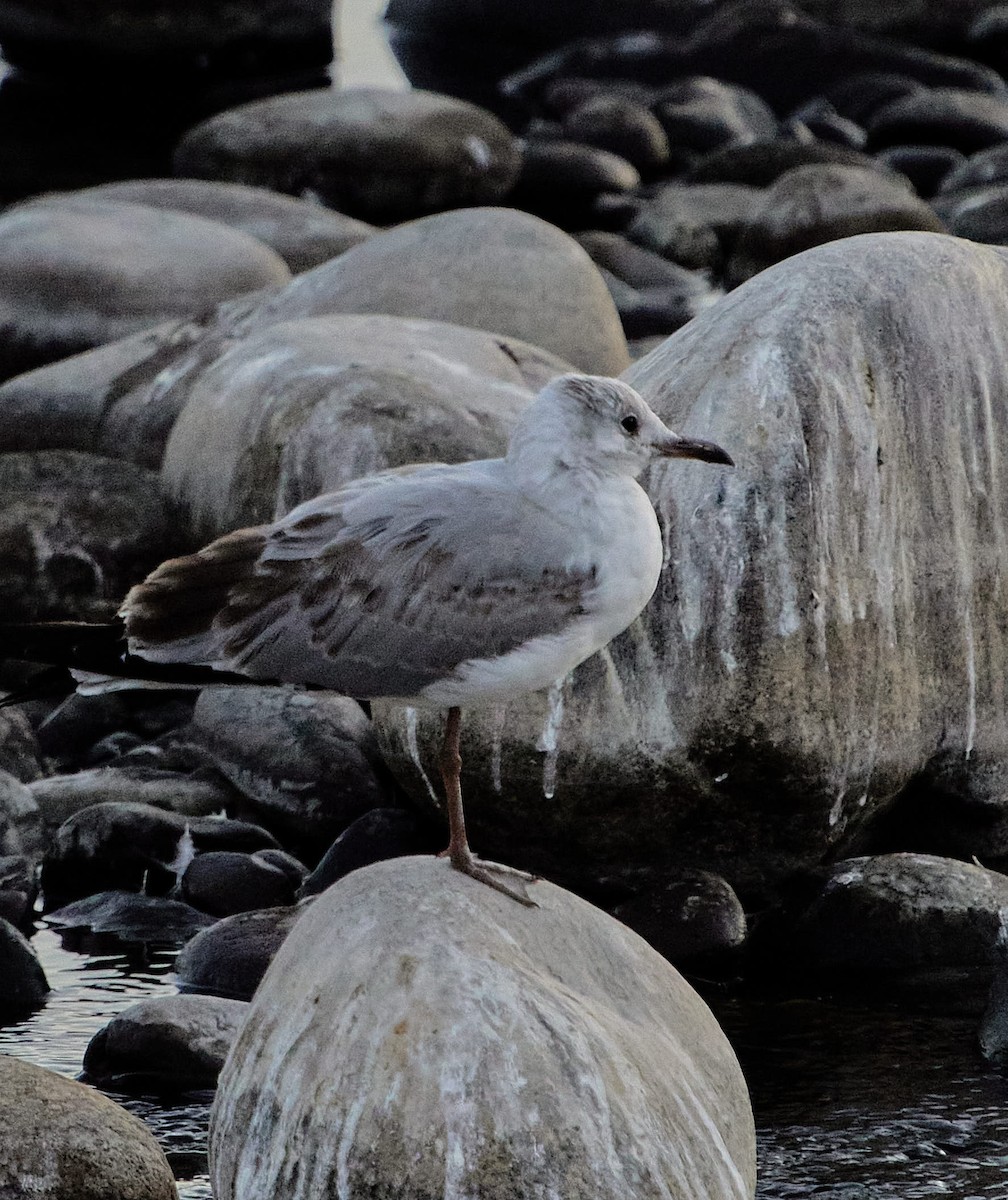 Мартин сіроголовий - ML647430367