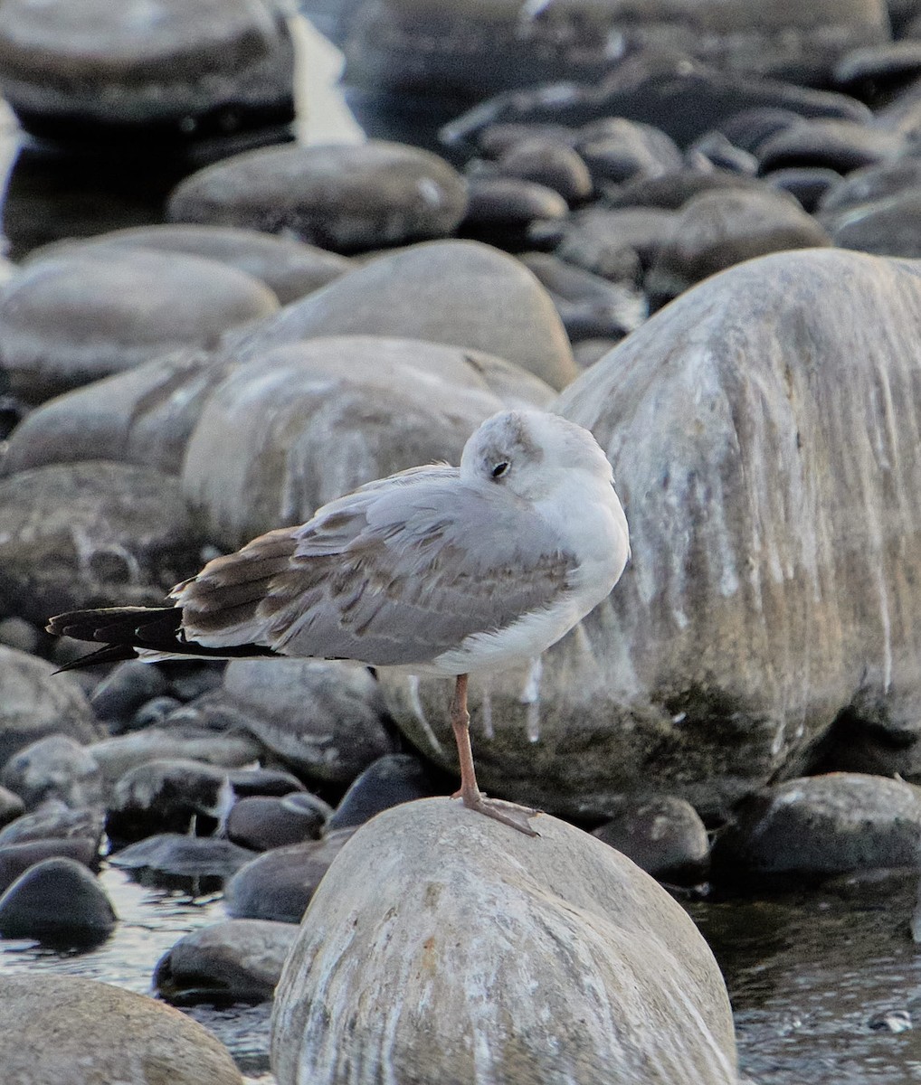 Мартин сіроголовий - ML647430368